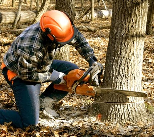 Tree Removal in Ostrander, OH